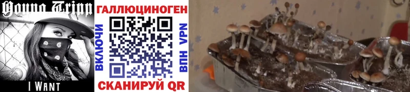 omg рабочий сайт  купить  цена  Орлов  Галлюциногенные грибы ЛСД 